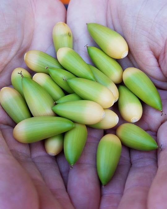 Test-If oak trees produce thousands of acorns, why are there not more oak trees?