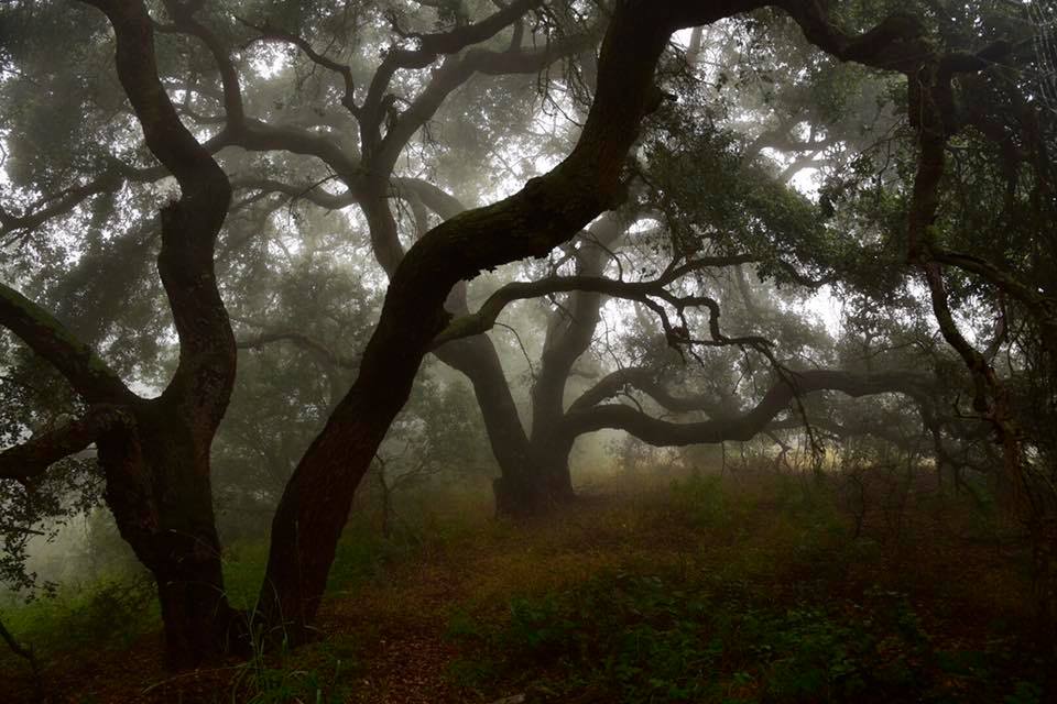 Sky Valley Volunteer’s Planting Party